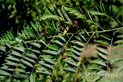 Indigofera zollingeriana